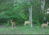 475 Mccord Hollow Rd - Photo 38
