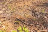 0 Grapevine Road - Photo 13