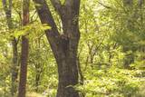 0 Grapevine Road - Photo 49