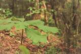 0 Cherokee Trail - Photo 12