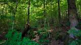 0 Moss Rd - Photo 80