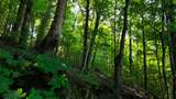 0 Moss Rd - Photo 82