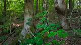 0 Moss Rd - Photo 84