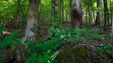 0 Moss Rd - Photo 87