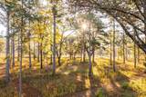 9700 Old Magnolia Road - Photo 86