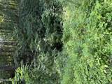 0 Butternut Lane - Photo 8