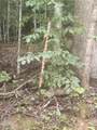 0 Suttons Road - Photo 6