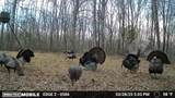 965 Flag Springs Rd - Photo 12