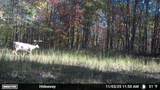 965 Flag Springs Rd - Photo 32