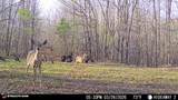 965 Flag Springs Rd - Photo 64