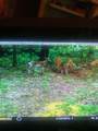 255 Mcbride Cemetery Rd - Photo 9