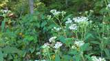 0 Dog Creek Road - Photo 43
