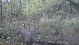 0 Lane Branch Rd - Photo 1