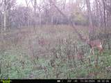 0 Lane Branch Rd - Photo 25