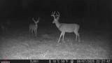 1528 Knob Creek Rd - Photo 29