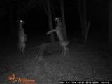 2203 Stones River Rd - Photo 49