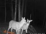 2203 Stones River Rd - Photo 50
