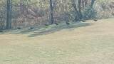 1344 Redbud Ln - Photo 73