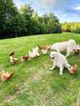 6045 Green Rd - Photo 39