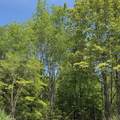 1725 Powell Rd - Photo 39