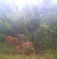830 Twin Pines Overlook - Photo 5