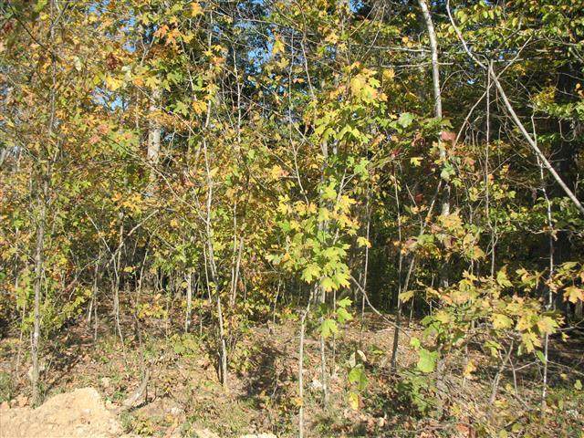 0 Red Bud Rd - Photo 1