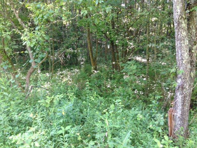 270 Crossvine Rd - Photo 1