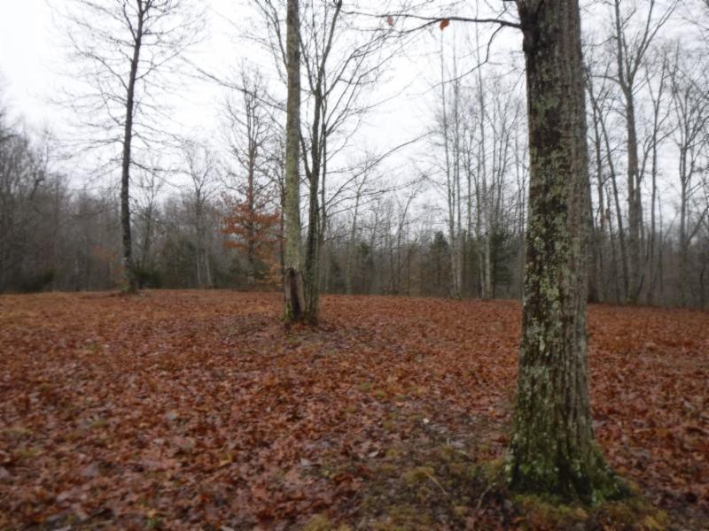 10 .67Ac Colepin Ridge Road - Photo 1