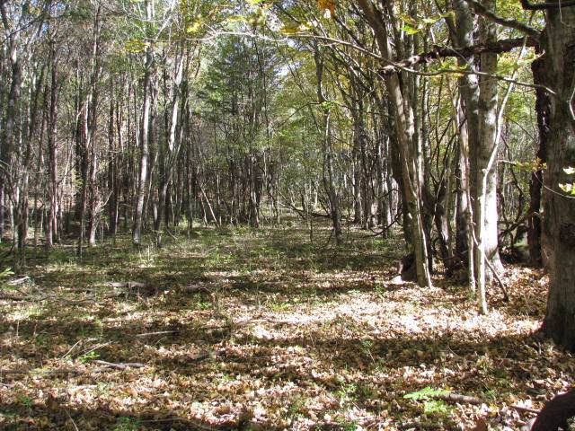 0 N Of Highway 70 - Photo 1