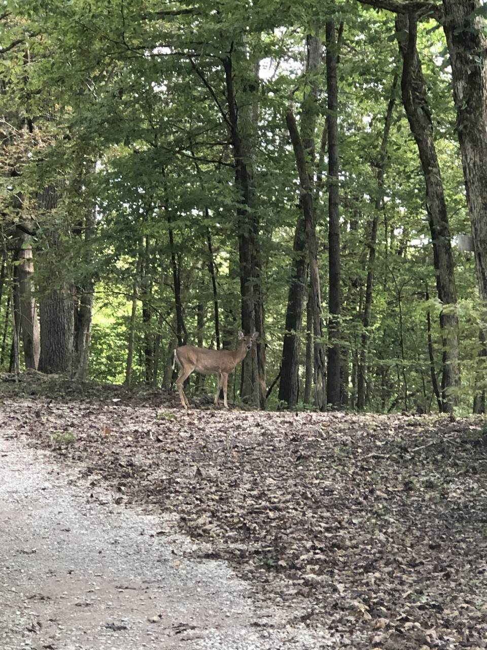0 E Sheepneck Cir 49.87 Ac - Photo 1