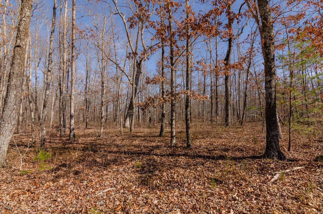 0 Timber Ridge Rd - Photo 1