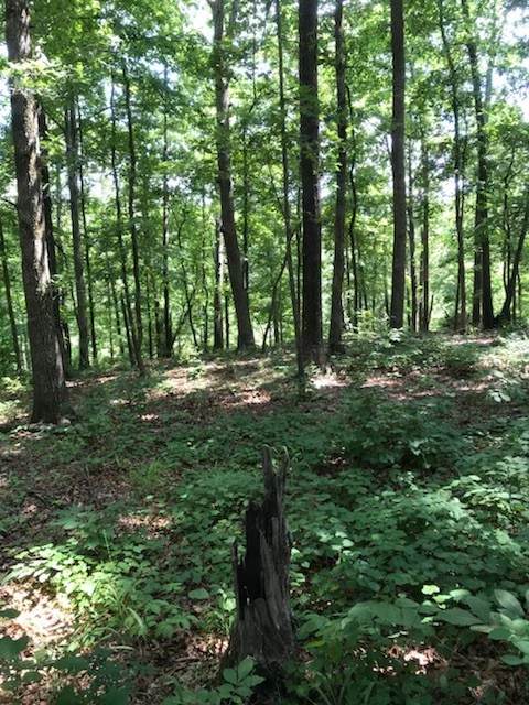 0 Eagle Loop - Photo 1