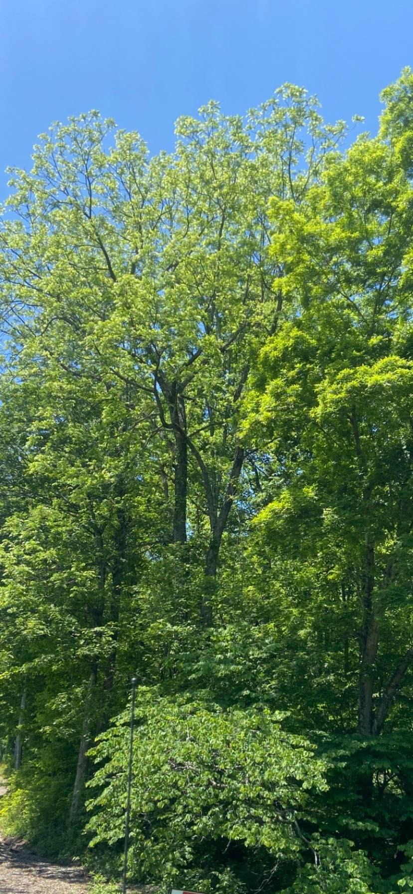 https://bt-photos.global.ssl.fastly.net/nashville/orig_boomver_1_RTC2647304-1.jpg