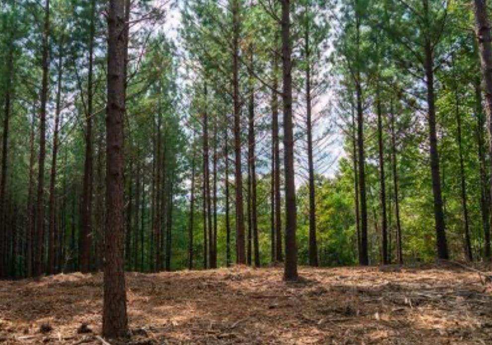 2533 Wedgewood Dr - Photo 1