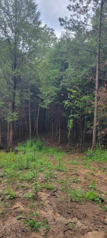 0 Prong Of Clear Fork - Photo 1