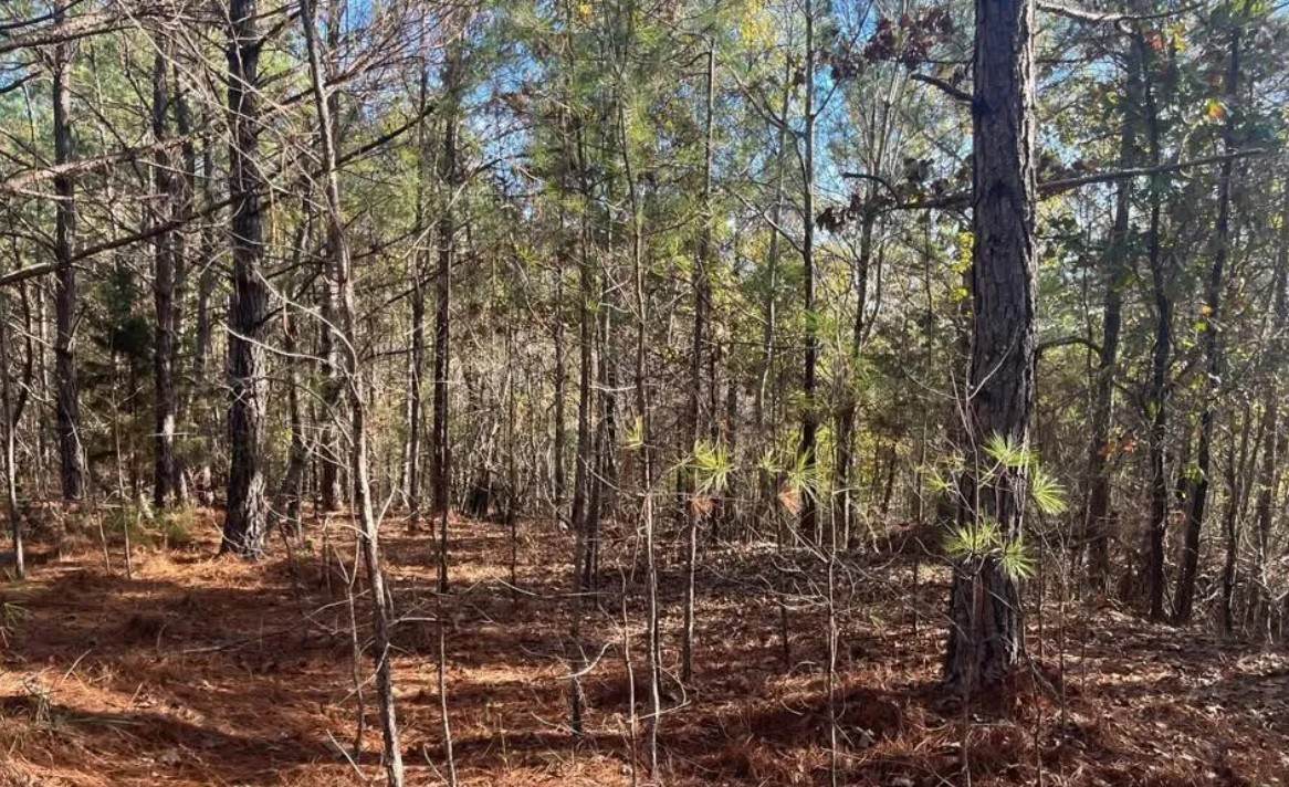 5030 Sand Mountain Rd - Photo 1