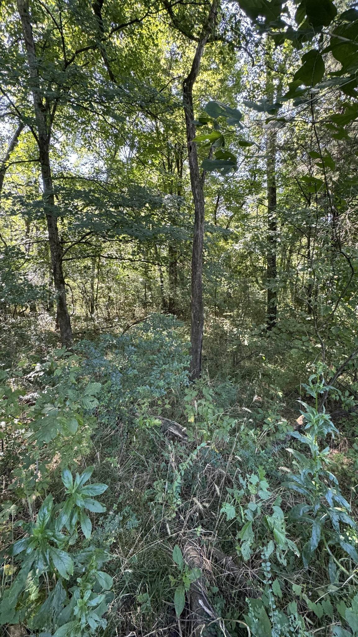https://bt-photos.global.ssl.fastly.net/nashville/orig_boomver_1_RTC3168665-1.jpg