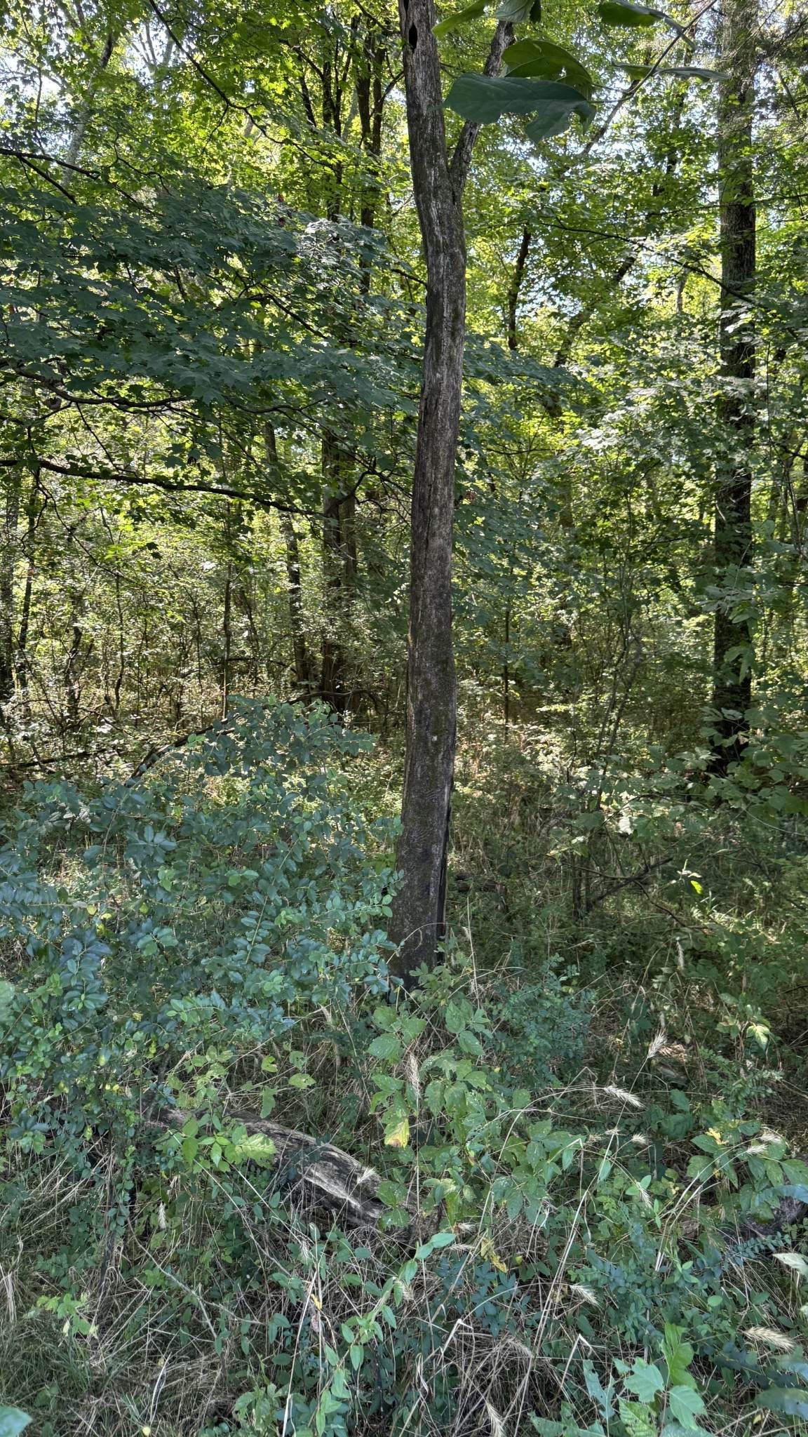 https://bt-photos.global.ssl.fastly.net/nashville/orig_boomver_1_RTC3168665-1.jpg