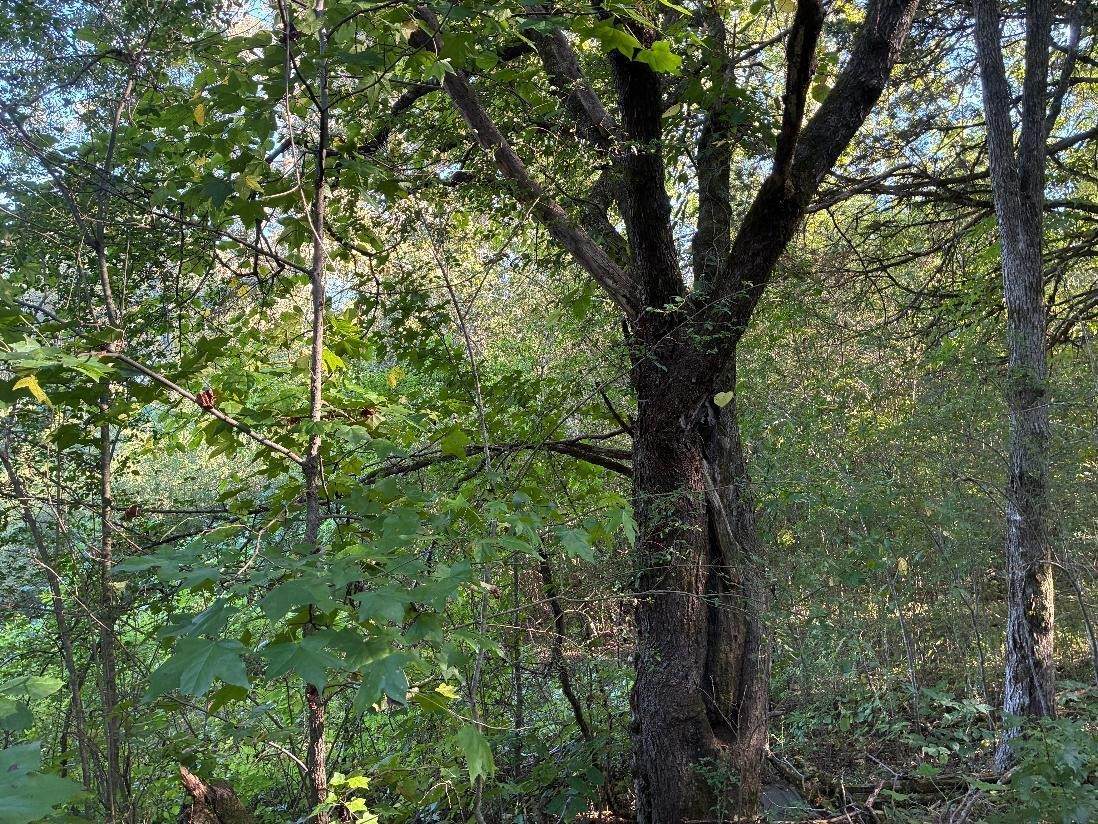 0 County Road 675 - Photo 1