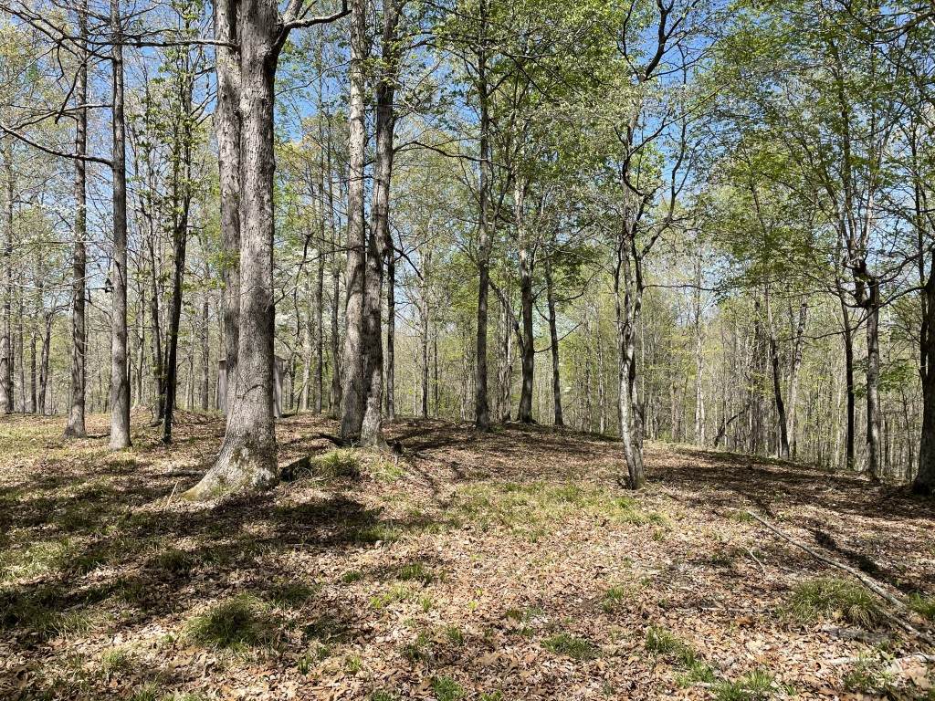 0 Waynoe Road - Photo 1