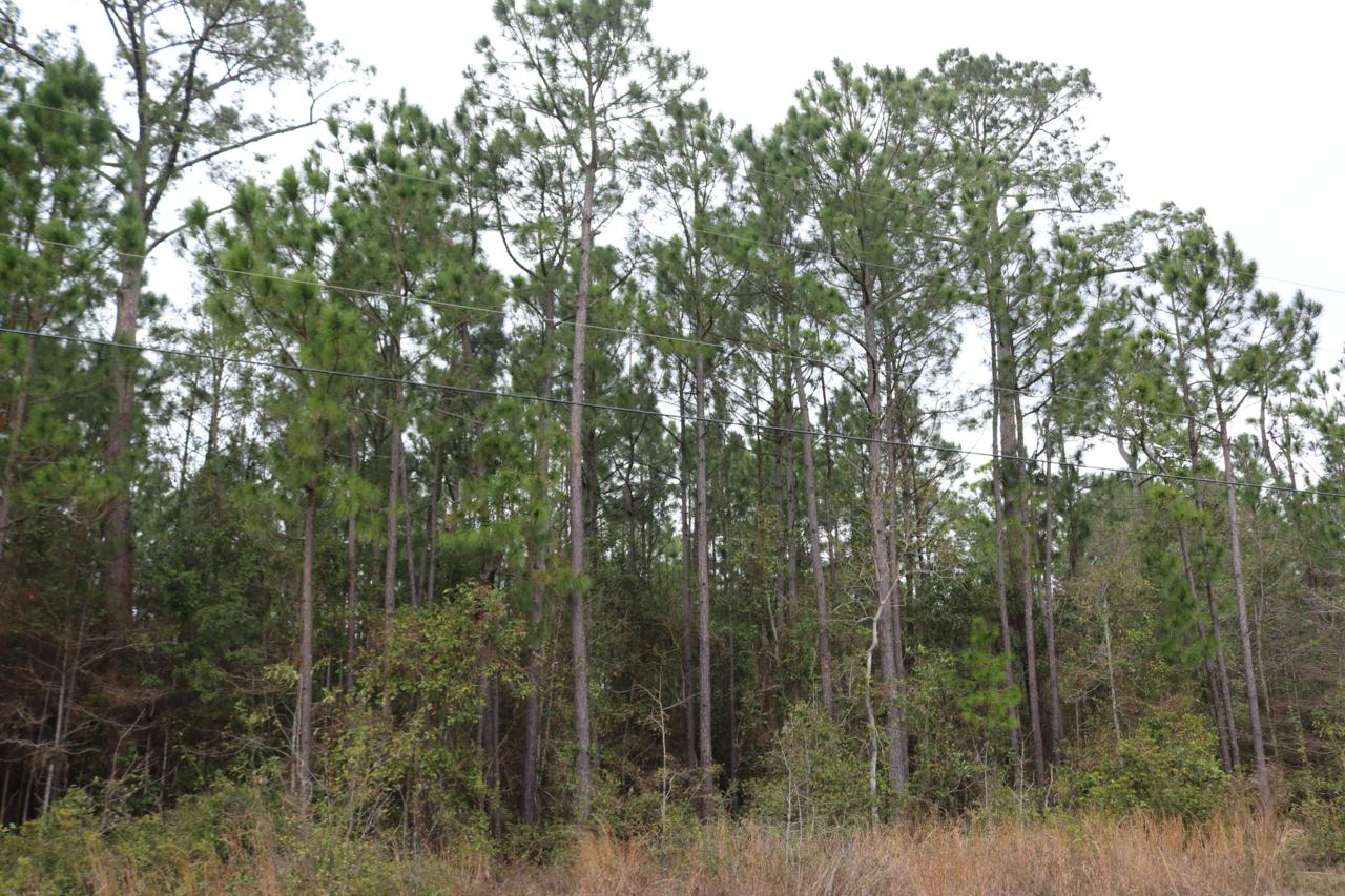 Lot 10 Harbour Oaks Drive - Photo 1