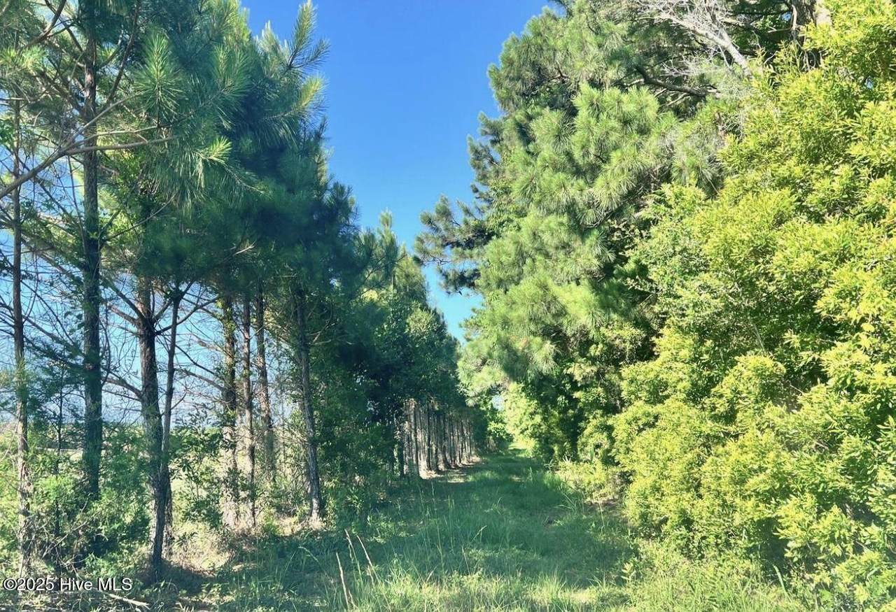 315 Amos Gillikin Road - Photo 1