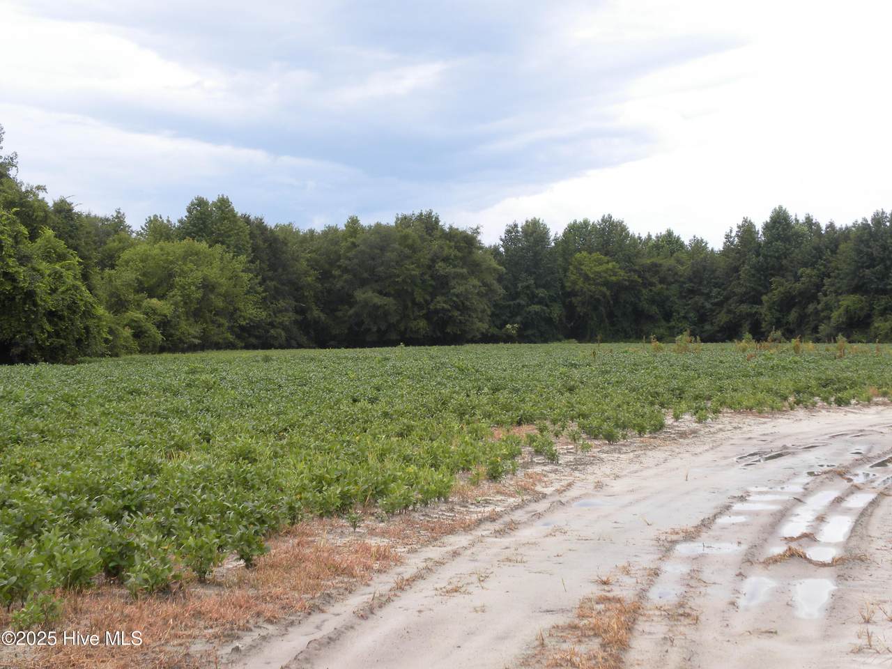 Tbd Conetoe Road - Photo 1