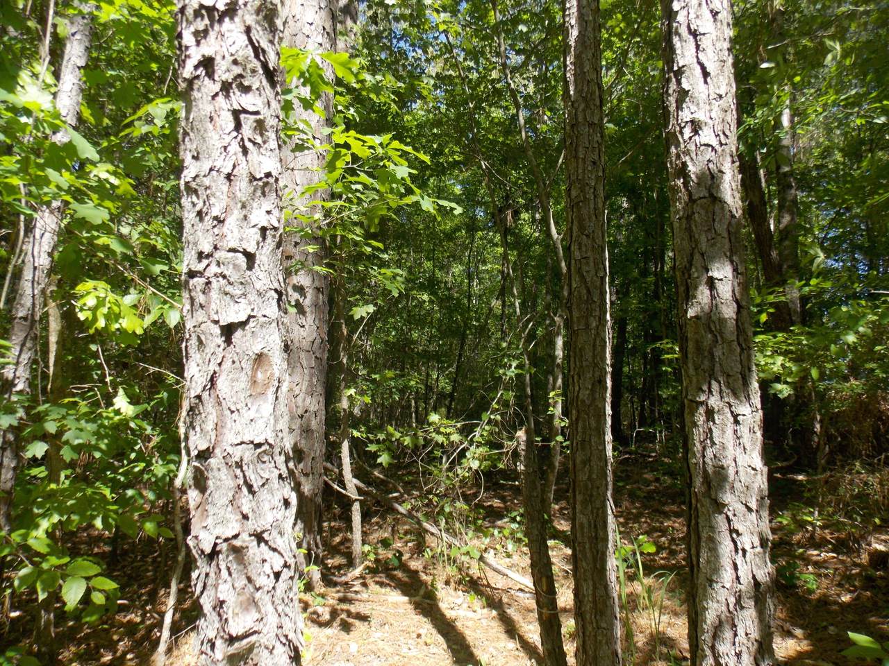 12 Doe Run - Photo 1