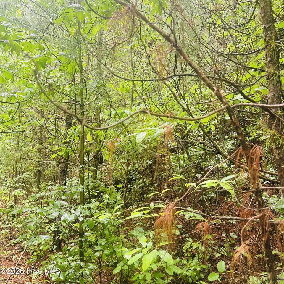 Lot 20 Owl Bluff - Photo 1