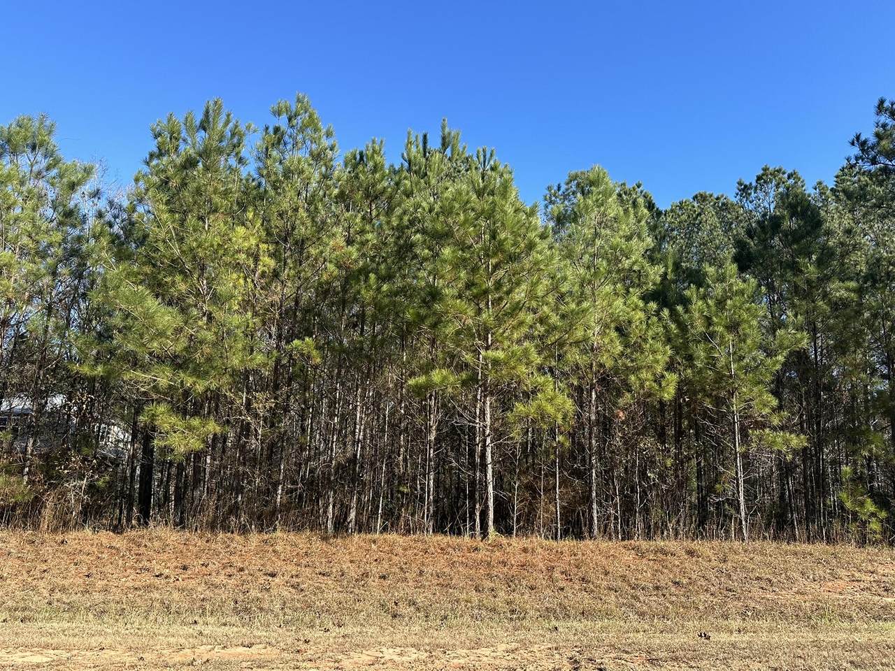 Lot 62 Wisteria Drive - Photo 1