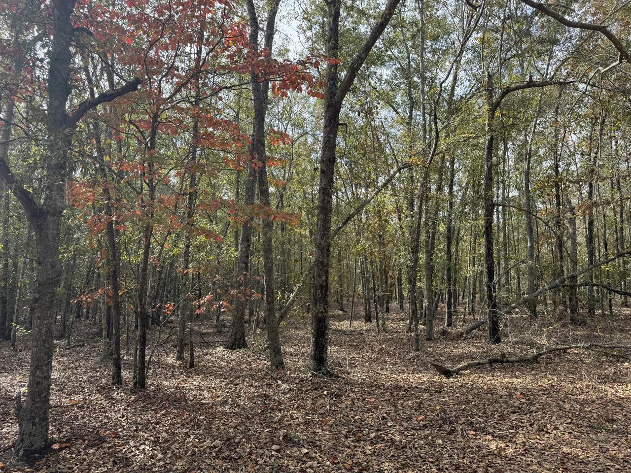 Lot 11 Highway 88 - Photo 1