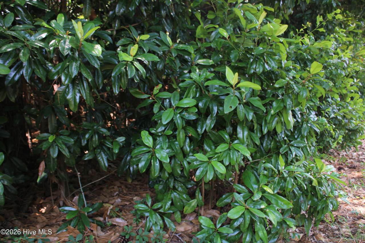 Lot 20 Grant Drive - Photo 1