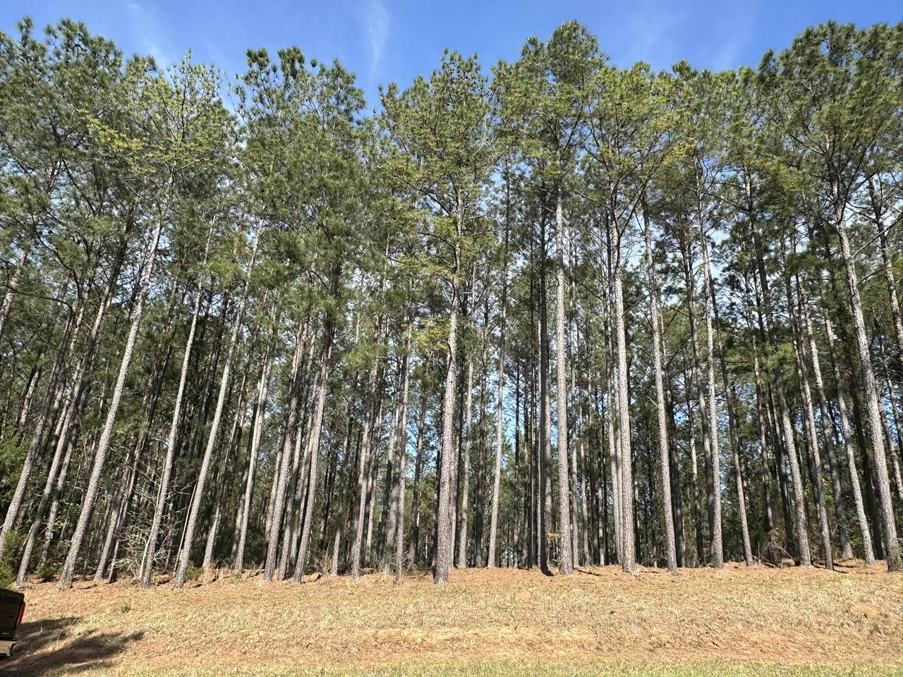Lot 65 Maiden Cane Way - Photo 1