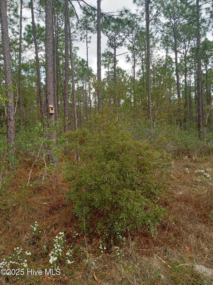 Lot 61 South Shore Drive - Photo 1